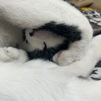 動物星球迷你槍戰