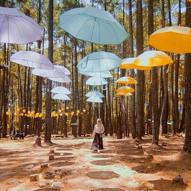 7 Wisata Hutan Pinus Yang Cocok Untuk Prewedding Keepo Me Line Today