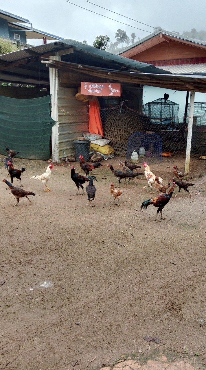 ซุ้ม พัยคฆ์สามกุลา พม่าเบอร์แข้งสายเลือดเงินล้าน