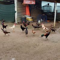 ซุ้ม พัยคฆ์สามกุลา พม่าเบอร์แข้งสายเลือดเงินล้าน