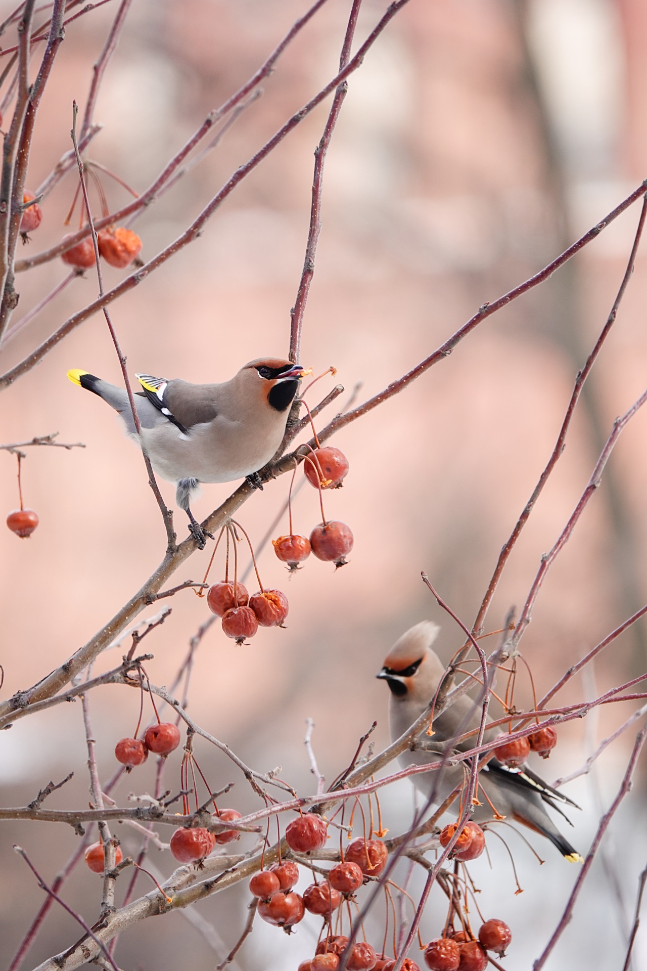 旅遊攝影師貝琪梨的極地遠征！Sony RX10 IV 極光 / 飛羽實戰拍攝分享
