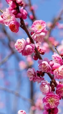 神奈川✨おとなの🍀のんびりまったり部屋