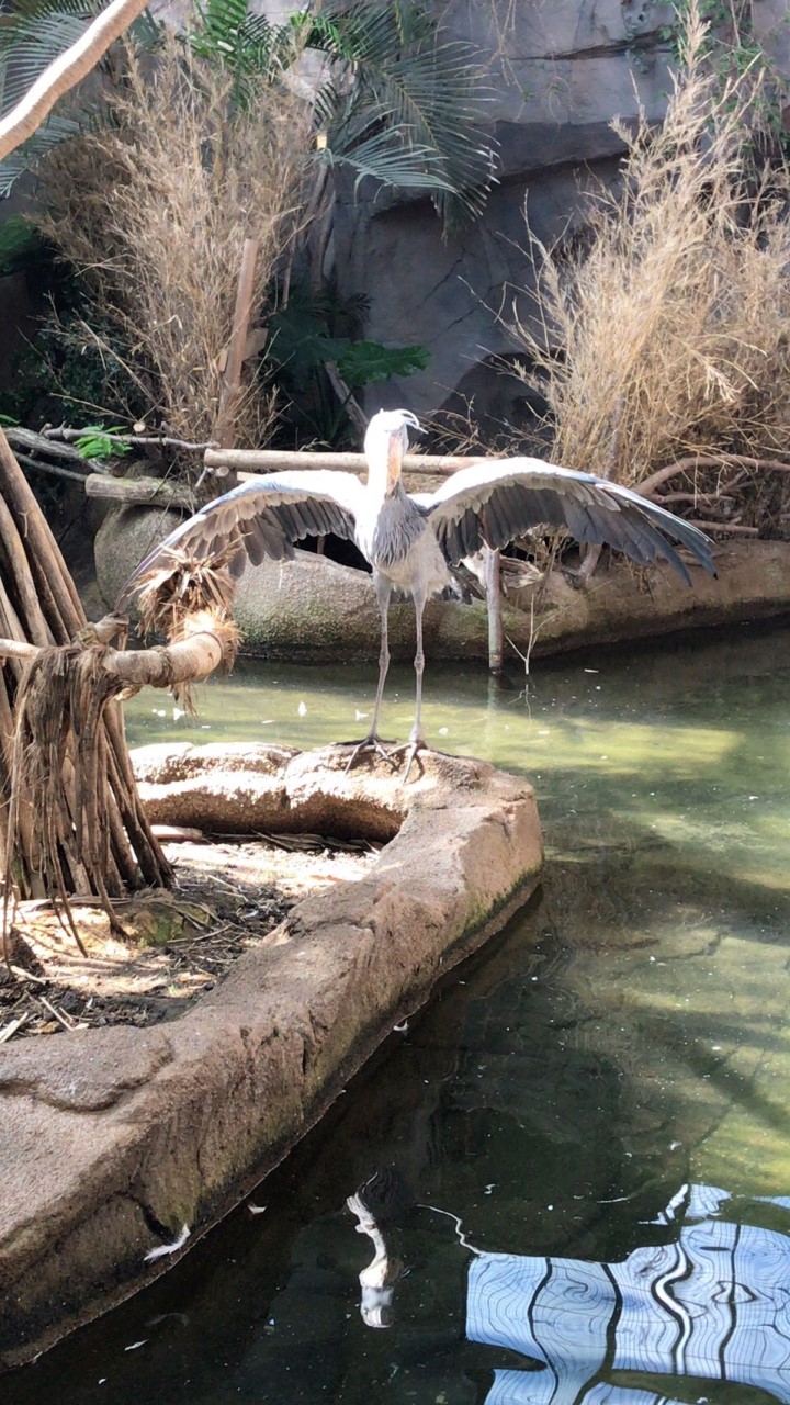 ハシビロコウ愛好家