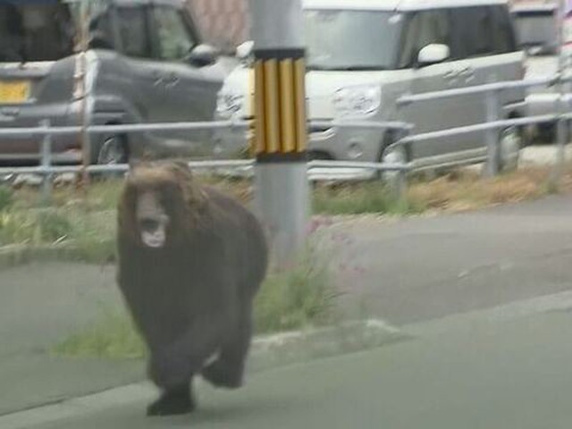 ヒグマが人を襲う 北海道札幌市東区 住宅街走るクマを駆除 けが人多数（HTB 北海道ニュース）