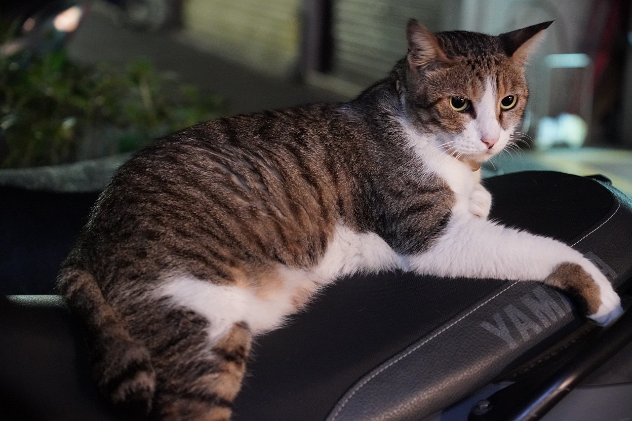 E接環首顆APS-C鏡皇終於來到，Sony 16-55mm F2.8 G 實測動手玩（NDA至9/18 10:00）