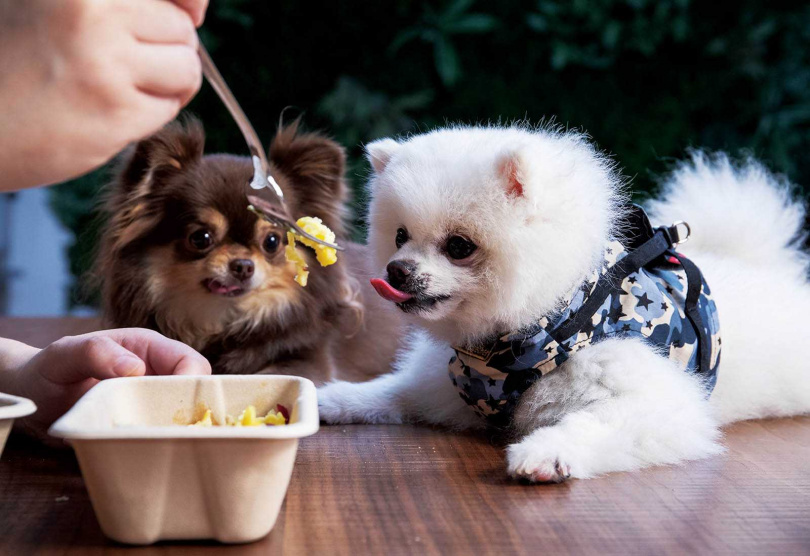 為了毛孩的健康，戴安娜會盡量提供鮮食，沒空下廚就改訂冷凍寵物便當，微波後即可餵食，方便又營養。（圖／林勝發攝）