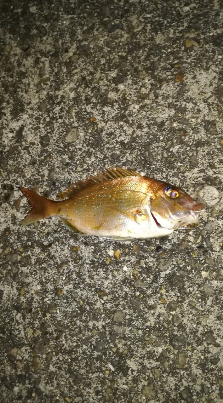釣り初心者チャンネル！　in尾道　福山