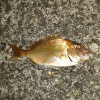 釣り初心者チャンネル！　in尾道　福山