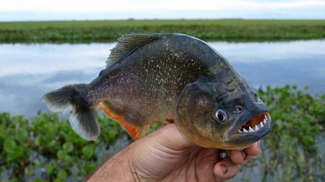  Gambar  Ikan  Piranha  Memakan Manusia