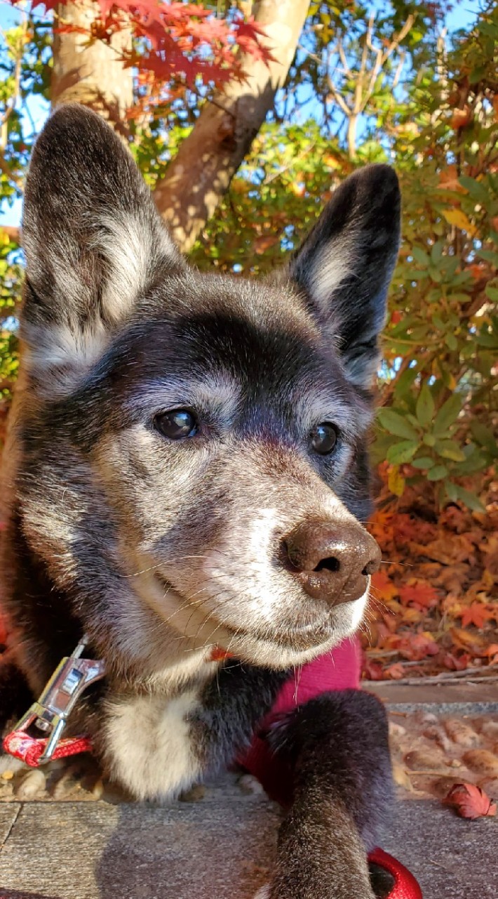 愛犬を探しています❗のオープンチャット