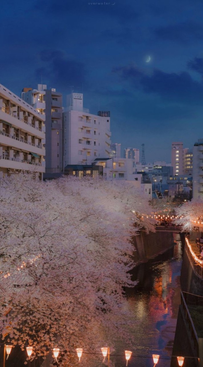 ☛โรล☚ 『日本、スーシティˊ』𖤍