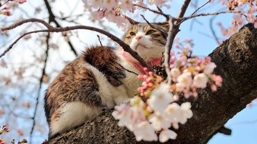 【貓奴注意！】貓貓賞櫻記