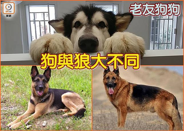 老友狗狗 別再把狗當是狼 On Cc 東網 Line Today