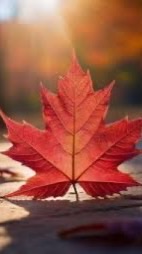 🍁楓葉討論社群