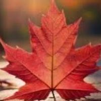🍁楓葉討論社群