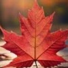 🍁楓葉討論社群