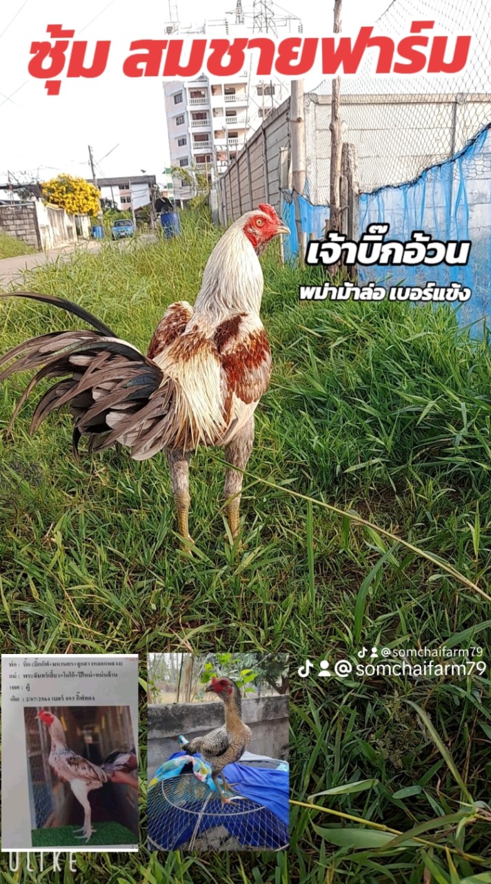 ซุ้ม สมชายฟาร์ม