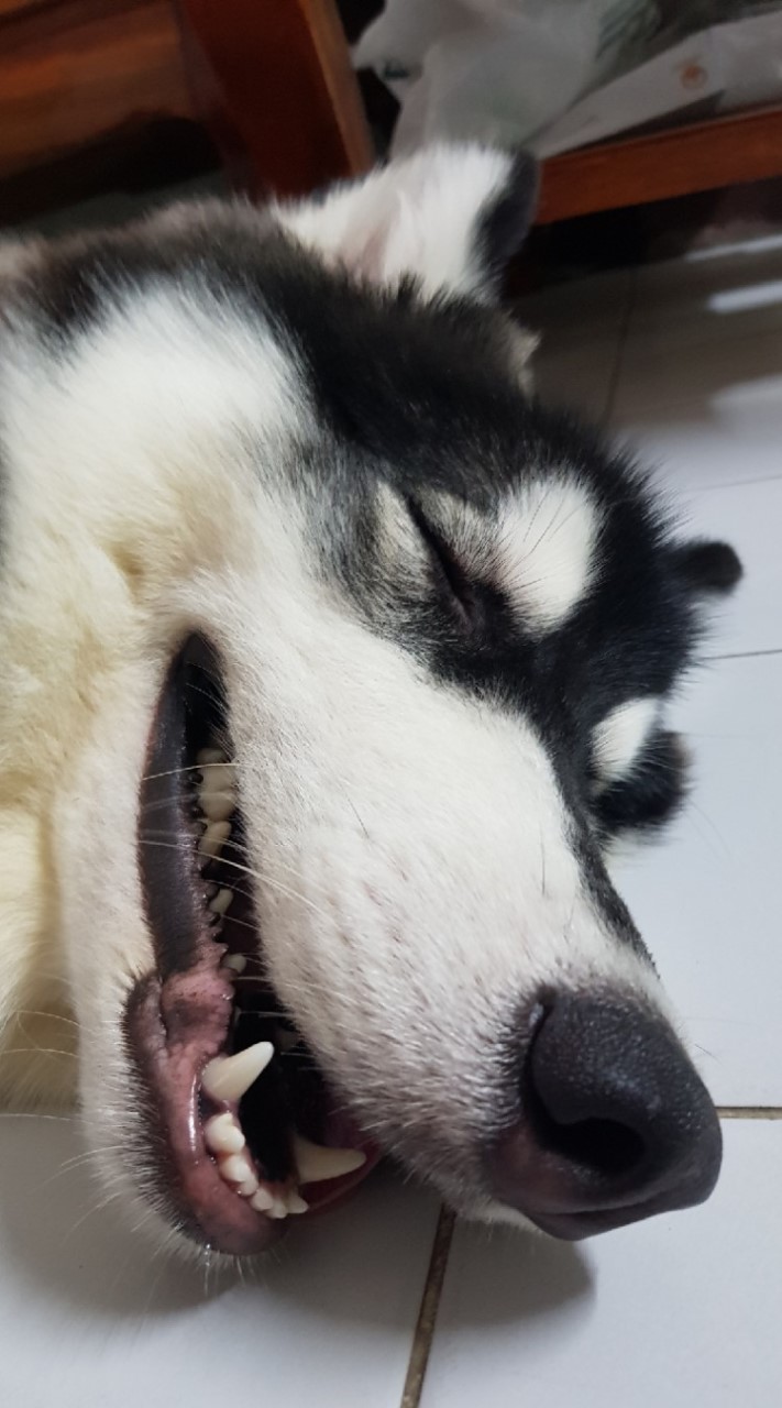 คนรักไซบีเรียนฮัสกี้