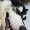 คนรักไซบีเรียนฮัสกี้