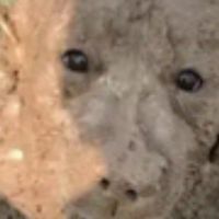 屁眼老二派對