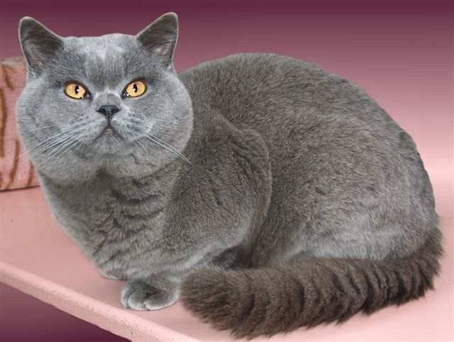 Mengenal Kucing Jenis British Shorthair Segala Hobi