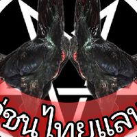 ไก่ชนไทยแลนด์