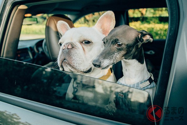 犬を車に乗せて事故に遭ったらどうなる クルマ酔いや糞尿処理など注意したいこととは くるまのニュース Line News