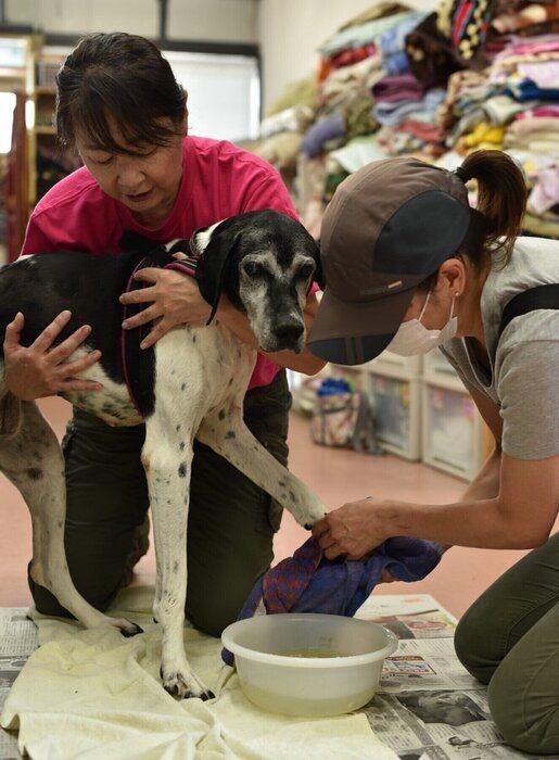 自分のイビキで起きてしまった秋田犬