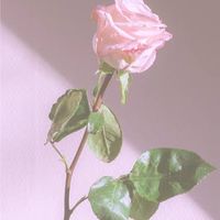 甘い予感／🌈🕒緩夢