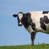 🐄おいでよ 関西/東海 み！るきーず🐄