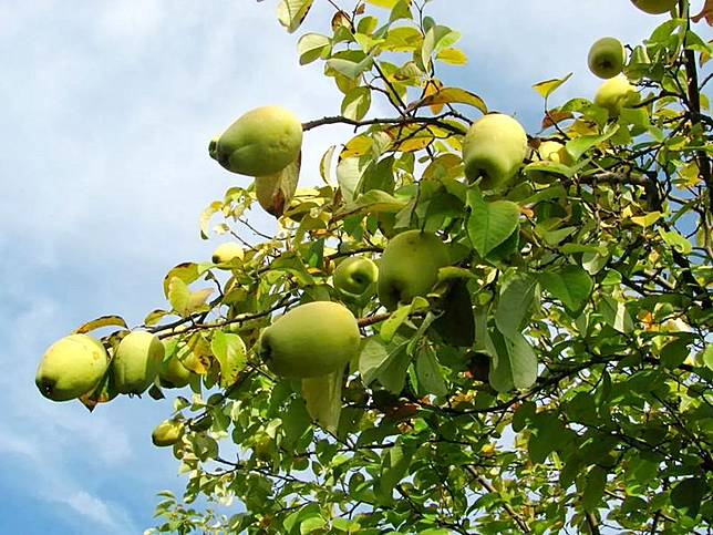 水果木瓜vs 中藥宣木瓜功效有別中醫 木瓜潤肺宣木瓜舒筋和胃 明報 Line Today