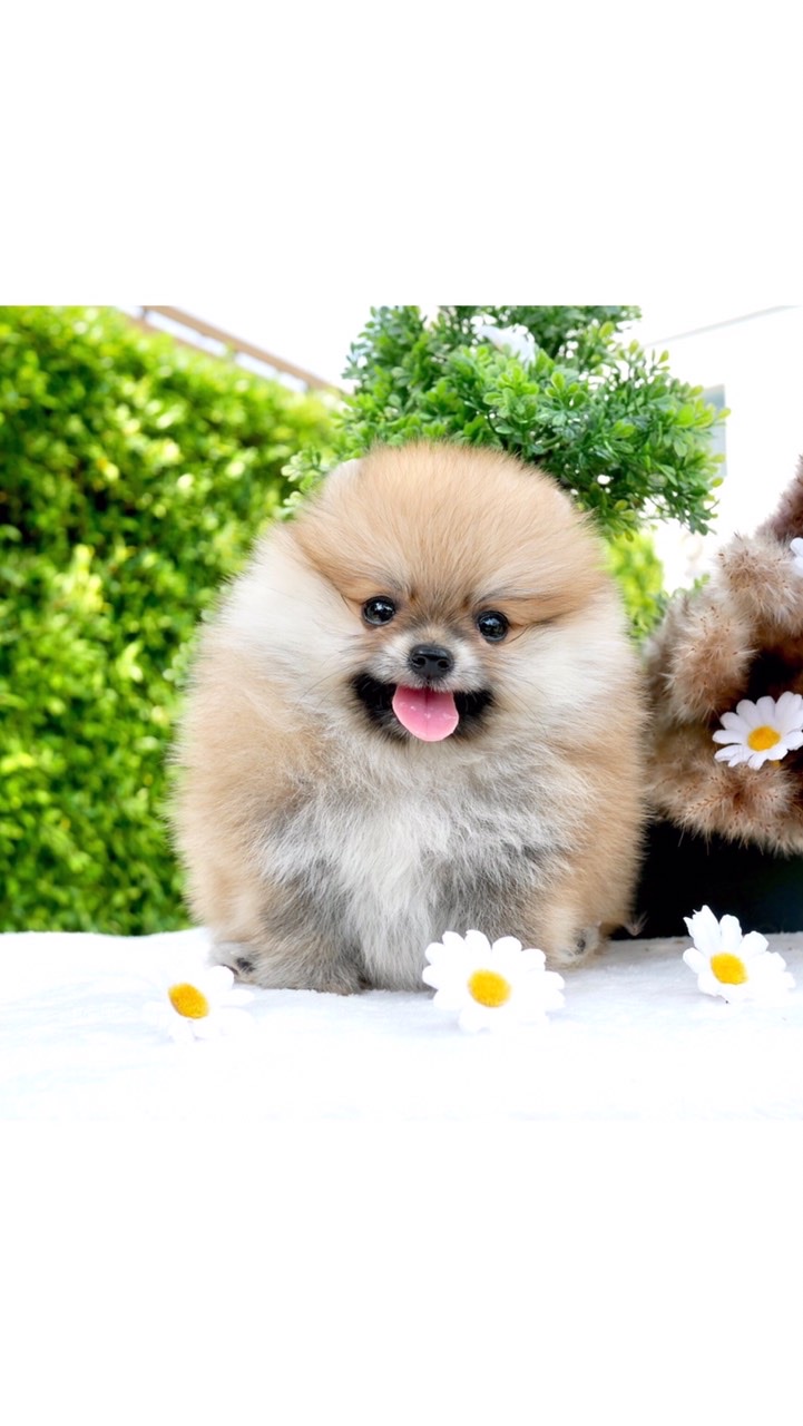 Hellopoms🥰