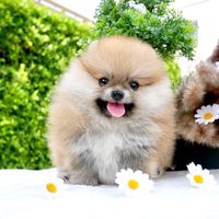 Hellopoms🥰