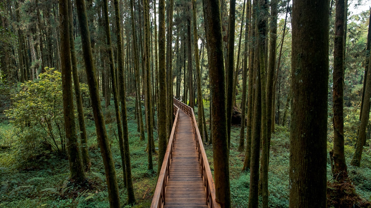 負離子、芬多精吸到飽！最強國家森林遊樂區TOP10：千年神木、免門票逛整天
