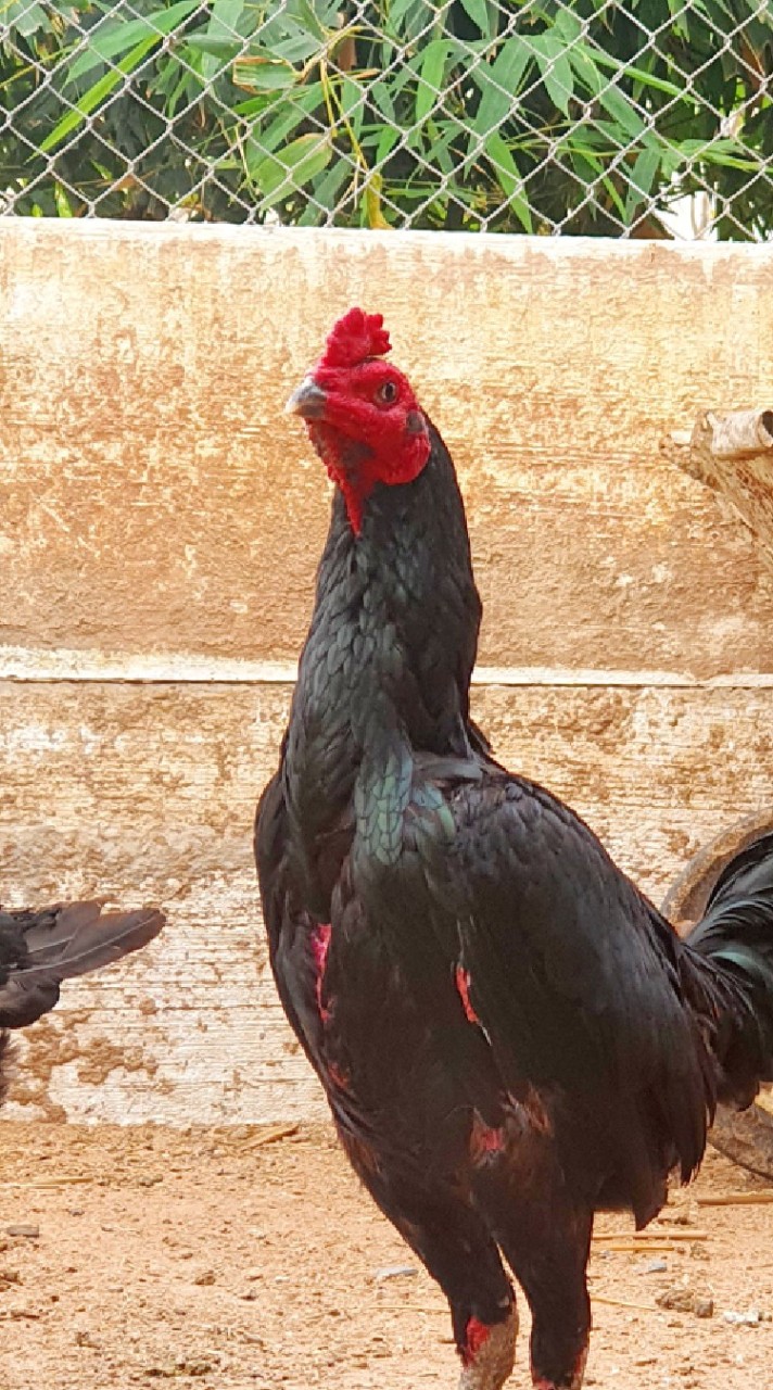 ตลาดนัดไก่ชนโคราช ราคากันเอง