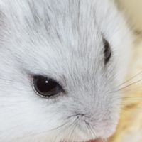 動物愛護団体