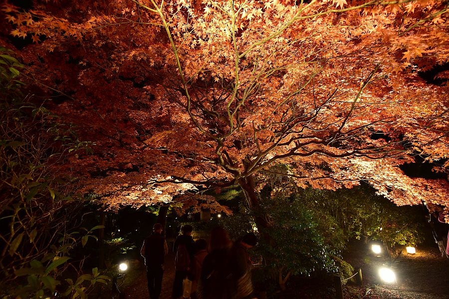 京都-知恩院-友禪苑夜楓