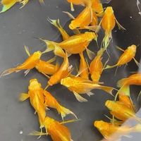 新手群&鬥魚、孔雀、茉莉交流討論社