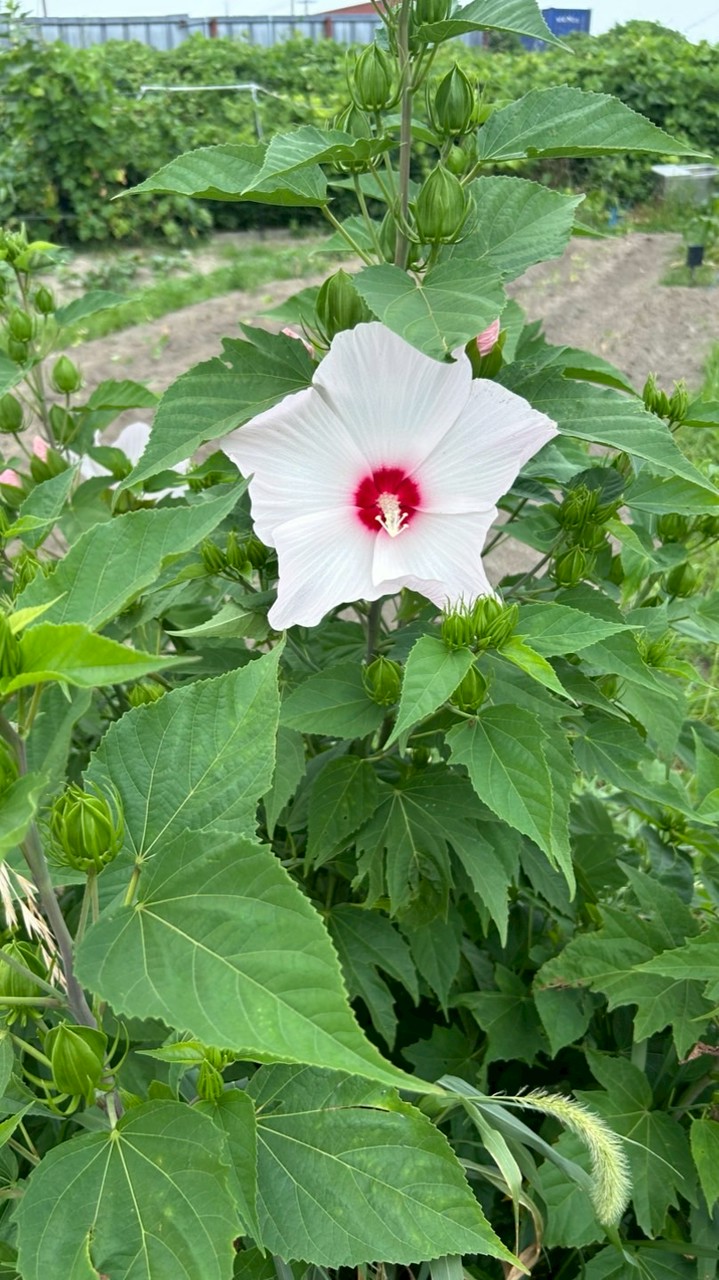 北村農園収穫情報