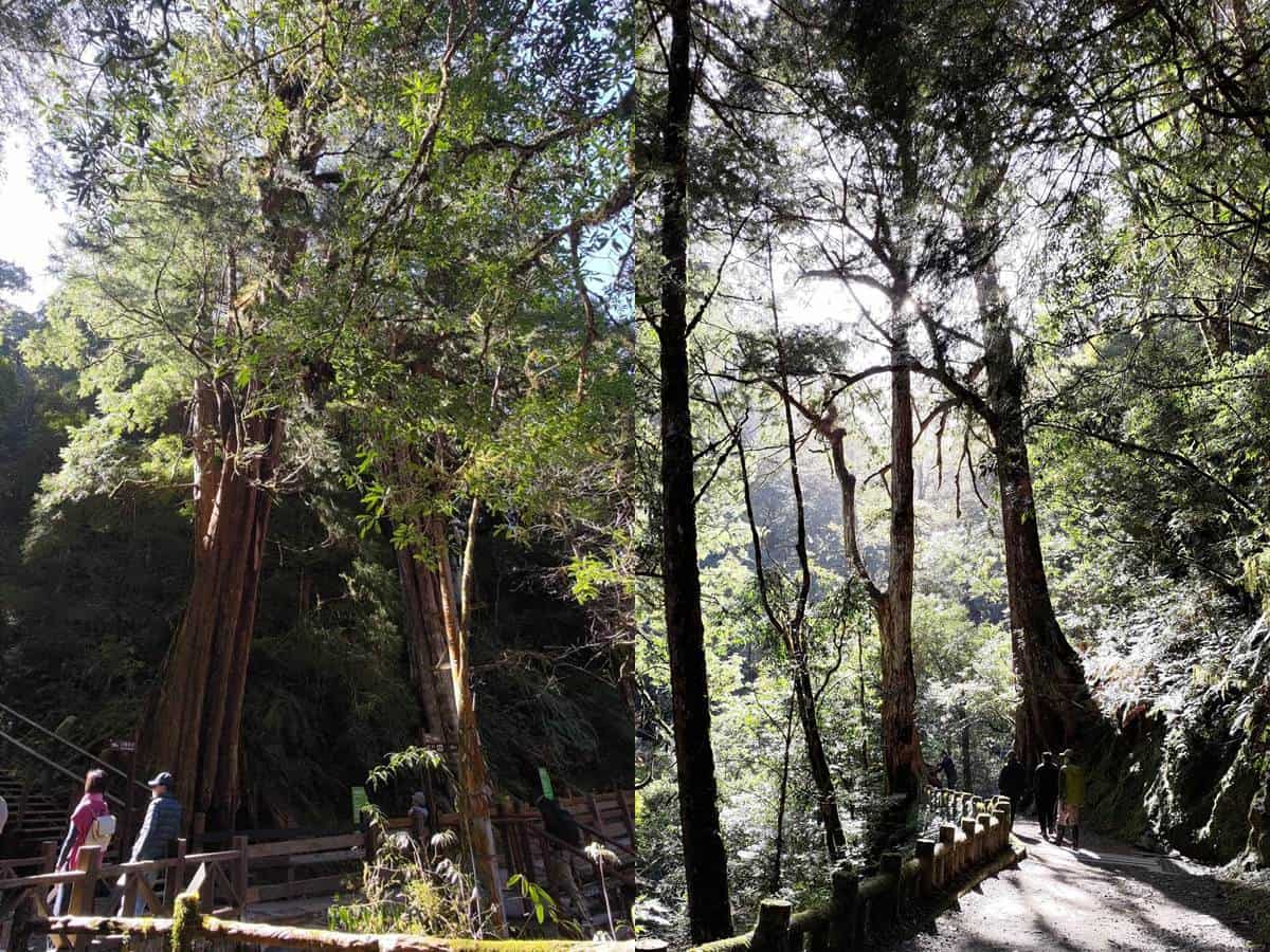 100元逛整天！桃園全新森林遊樂區「這天」起開園，巨大「神木群步道」超壯觀
