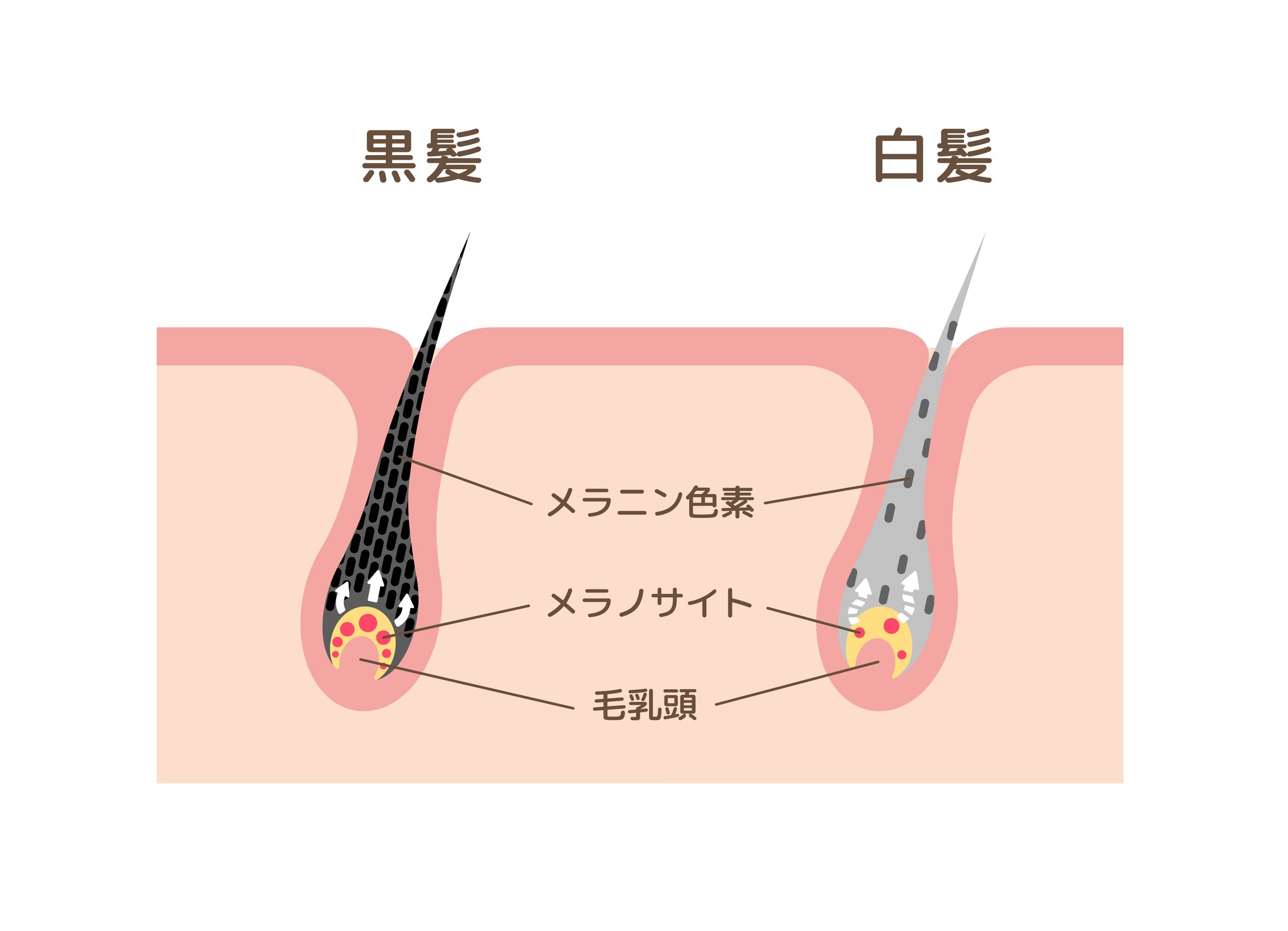 白髪を抜くと さらに増えるって本当