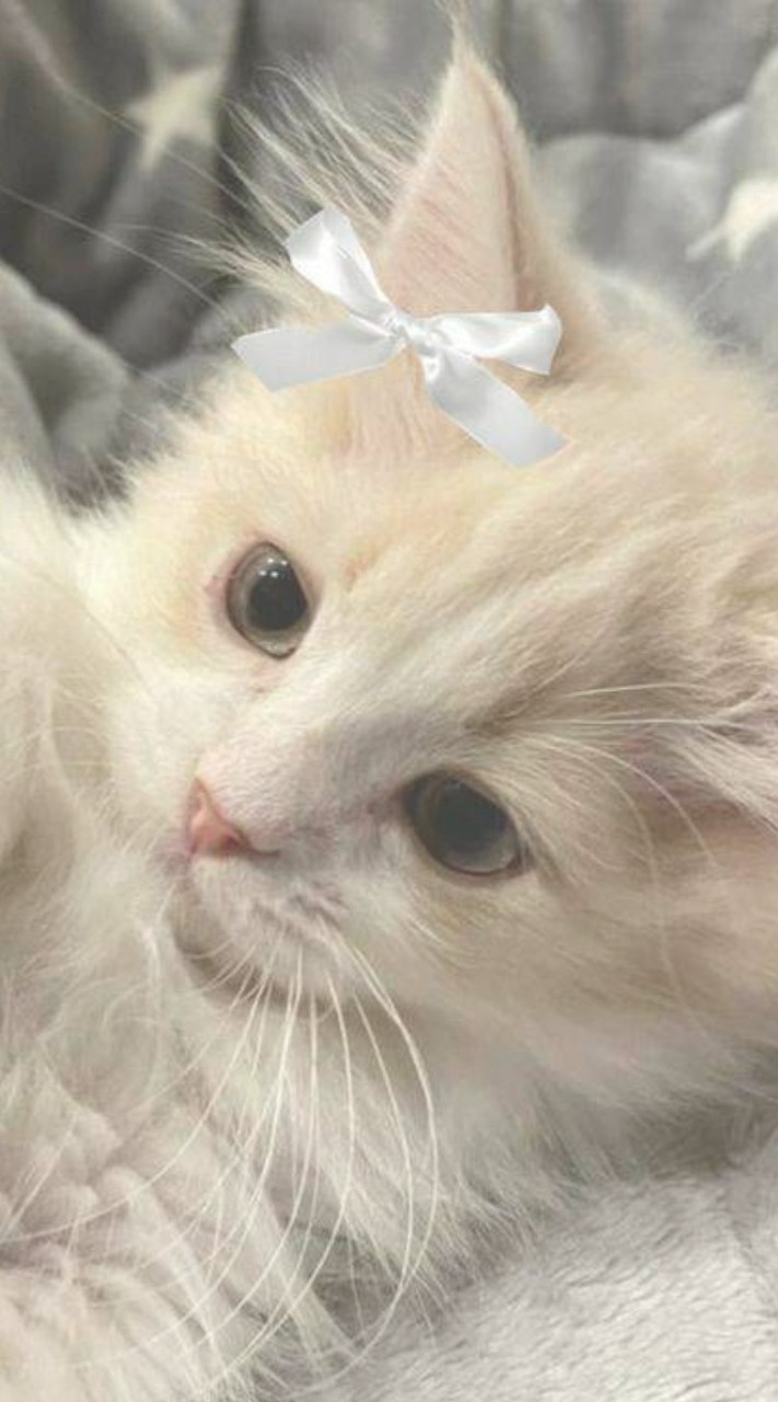 ครอบครัวแมว 🐱✨️