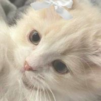 ครอบครัวแมว 🐱✨️