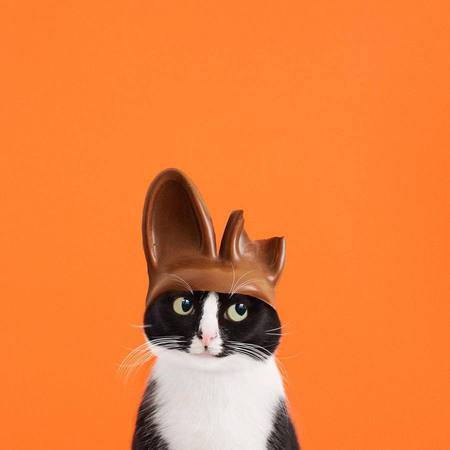 Download 52+ Background Cantik Kucing HD Paling Keren