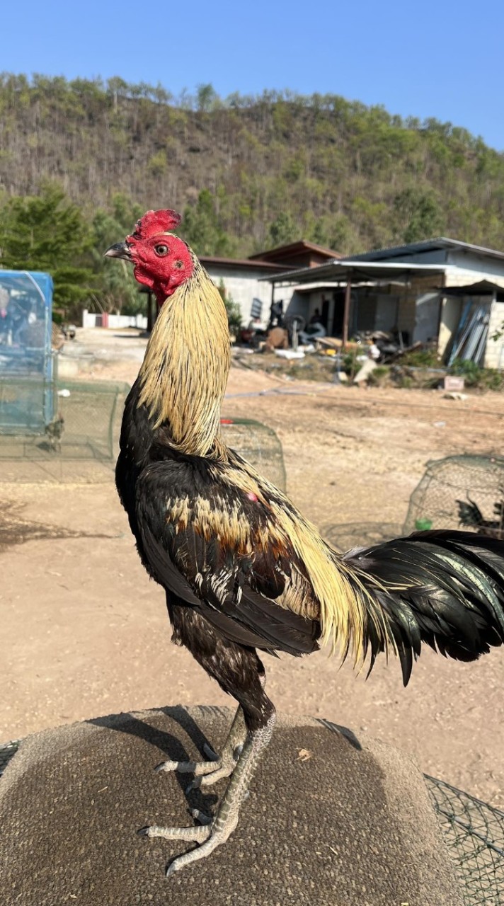 ซื้อขาย-แลกเปลี่ยน ไก่ชนคนสุโขทัย