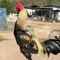 ซื้อขาย-แลกเปลี่ยน ไก่ชนคนสุโขทัย