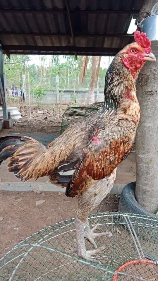 หนุ่มโรงข้าว พม่าตีเชิง