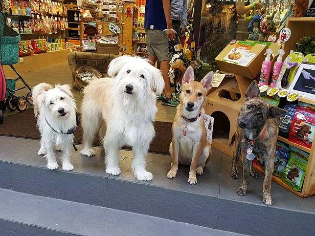 好寵堅持對於寵物不是溺愛，而是用正確的方式來照顧您的寵物。(圖/HAPET好寵)