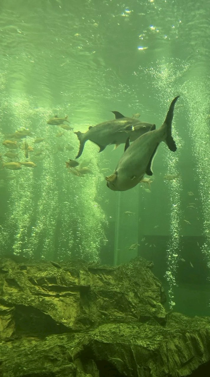 ร่วมแสดงความคิดเห็น การใช้บริการวังปลา บางไทร