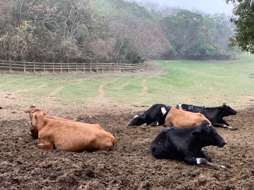 飛牛牧場 苗栗飛牛牧場怎麼玩? 門票優惠、農莊體驗、住宿推薦攻略一篇搞定！ 6 2022